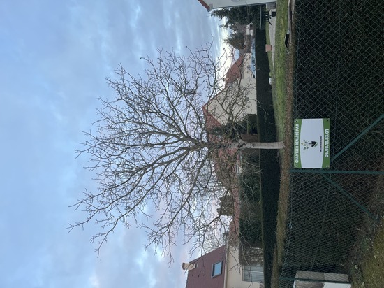 Elagage et coupe d'arbres