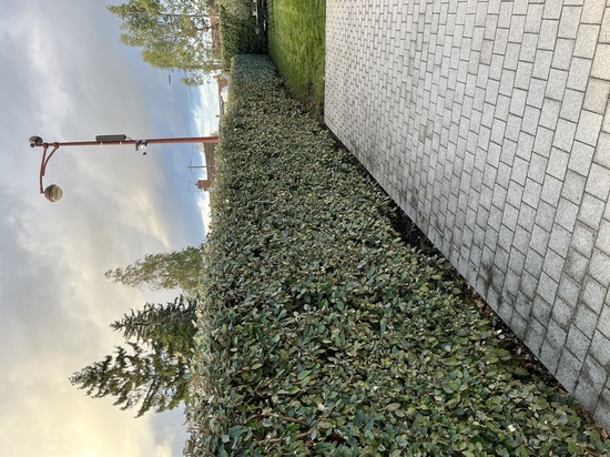 Taille de haies et d'arbustes