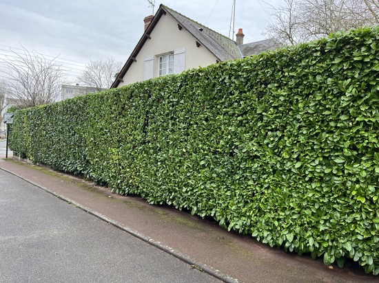 Taille de haies et d'arbustes