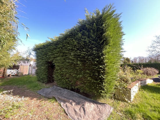 Taille de haies et d'arbustes